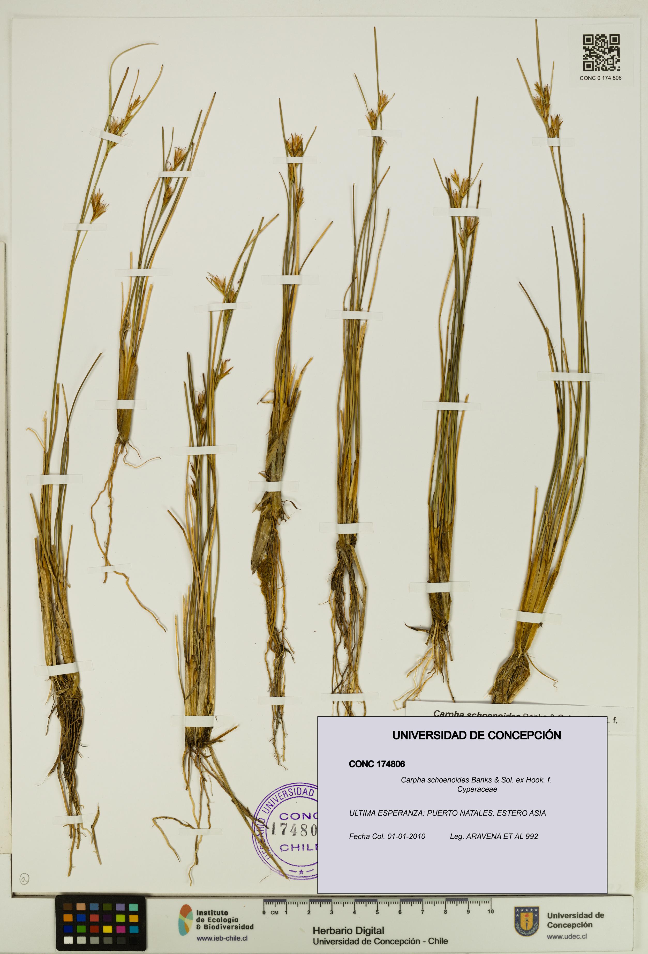 Carpha schoenoides [Espécimen: UDEC:CONC:0174806]