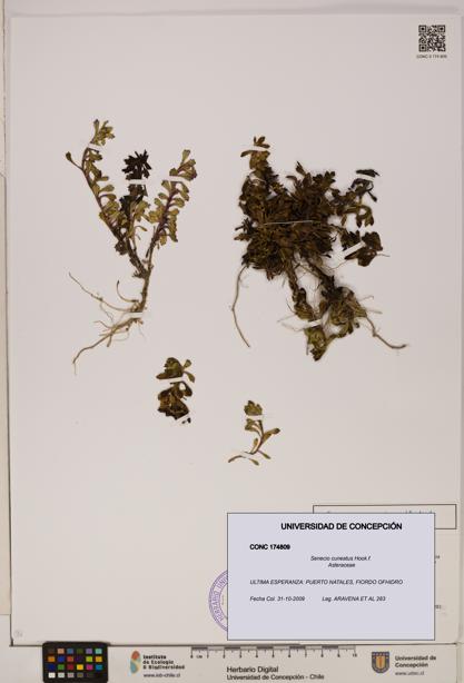 Senecio cuneatus [Espécimen: UDEC:CONC:0174809]