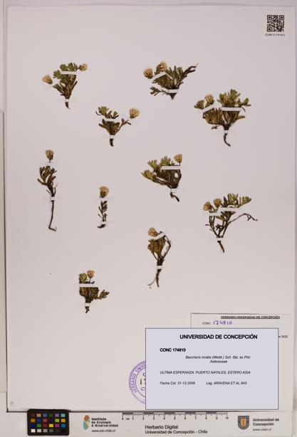 Baccharis nivalis [Espécimen: UDEC:CONC:0174810]