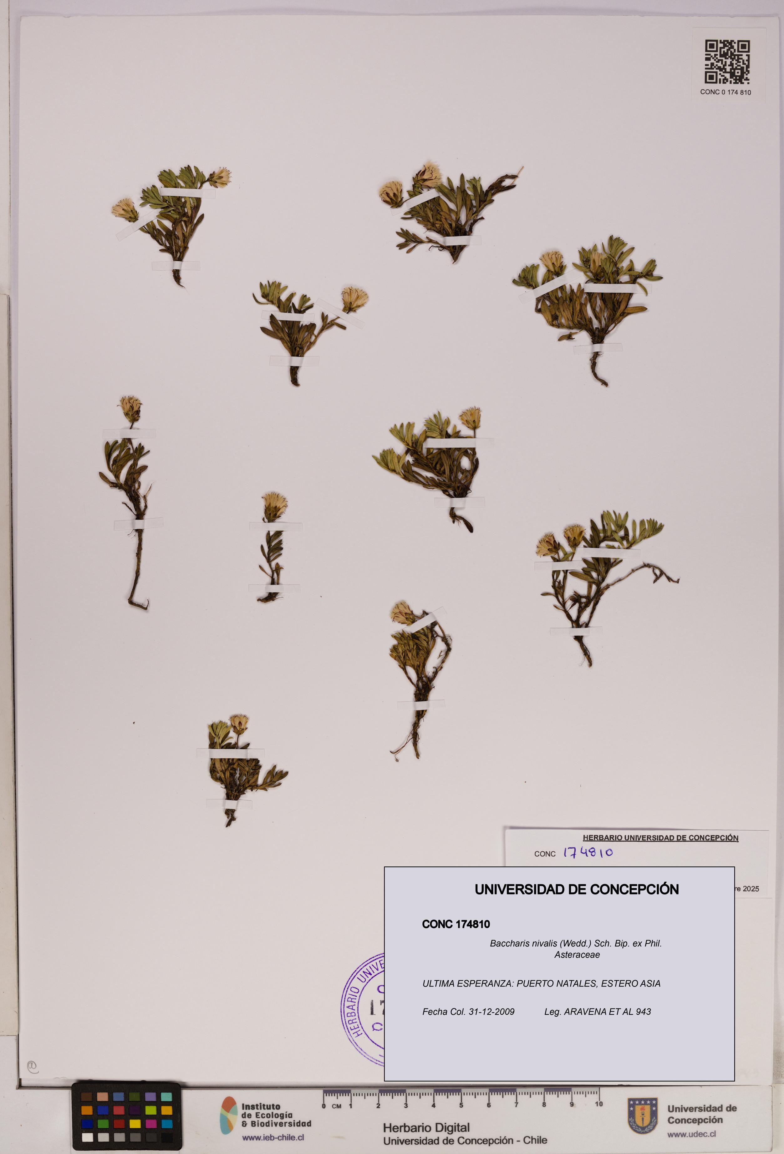 Baccharis nivalis [Espécimen: UDEC:CONC:0174810]