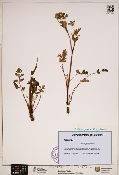 Apium prostratum [Espécimen: ]