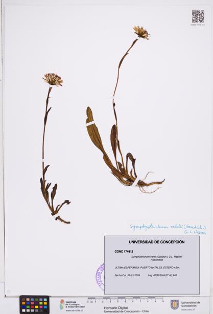 Symphyotrichum vahlii [Espécimen: ]