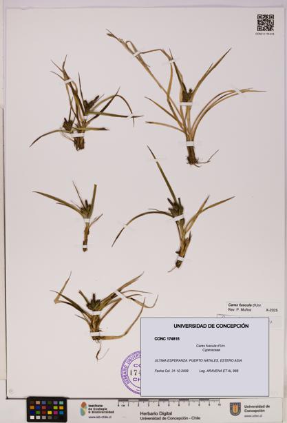 Carex fuscula [Espécimen: UDEC:CONC:0174815]