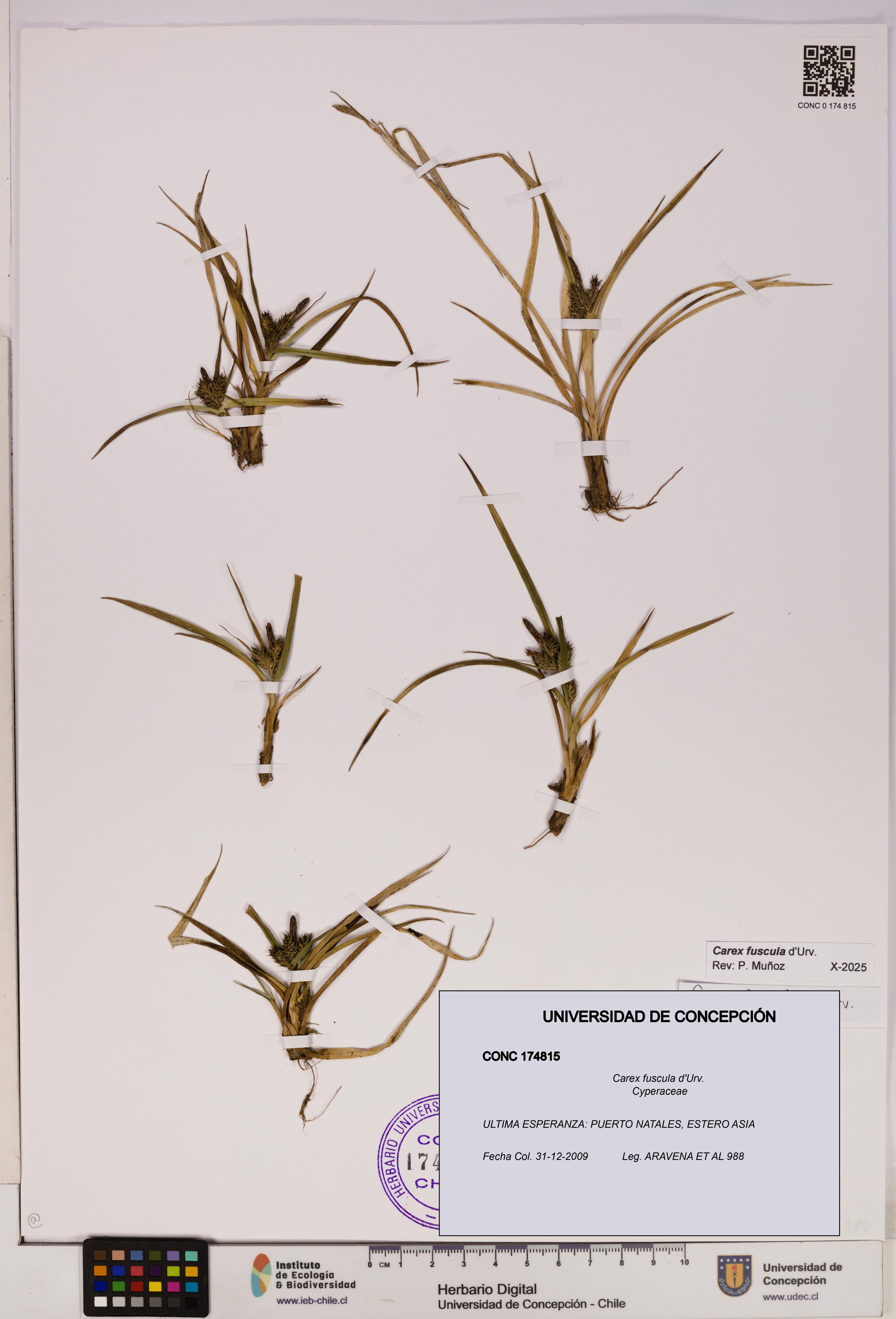 Carex fuscula [Espécimen: UDEC:CONC:0174815]