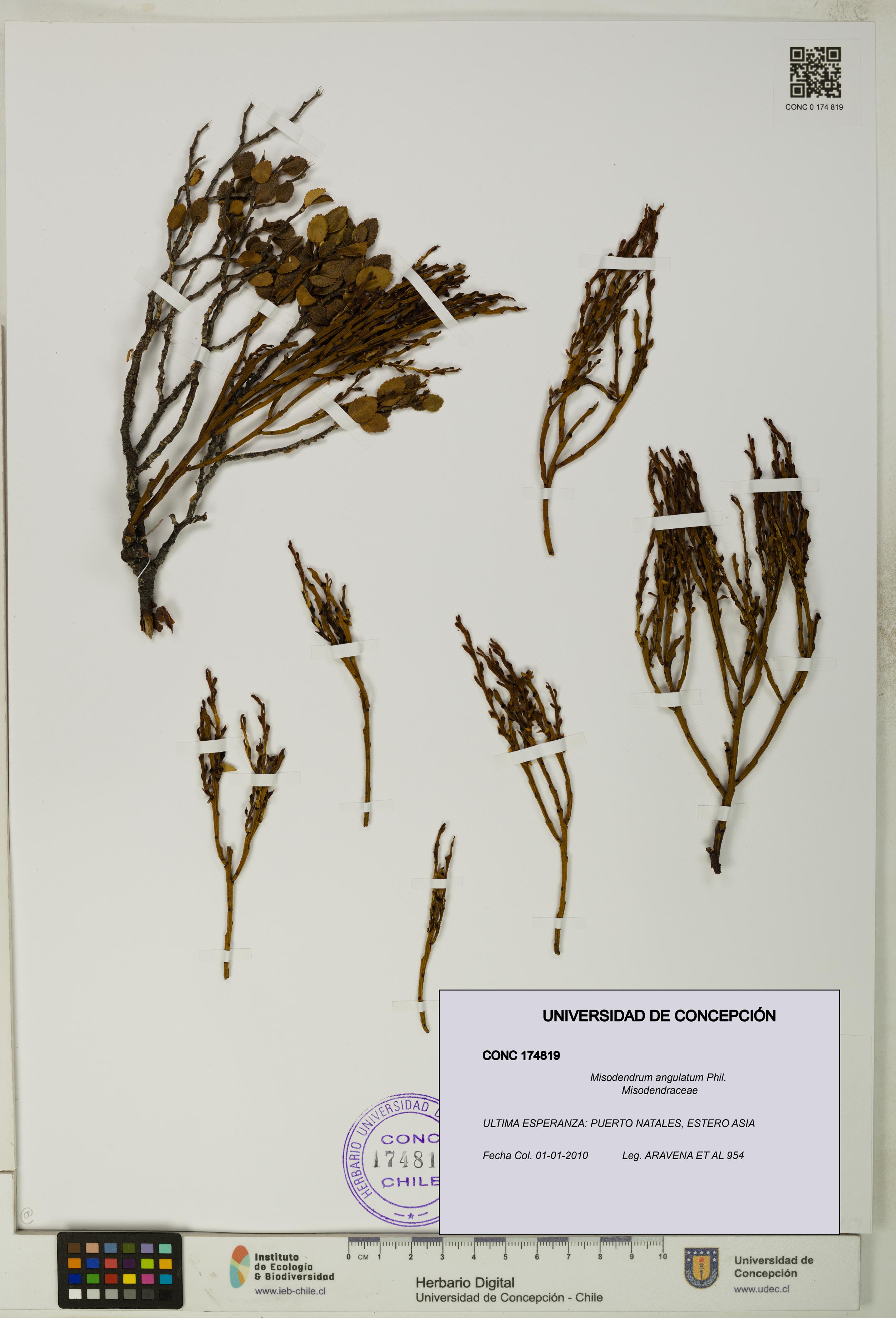 Misodendrum angulatum [Espécimen: UDEC:CONC:0174819]