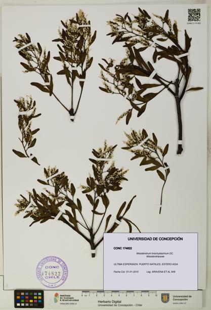 Misodendrum brachystachium [Espécimen: UDEC:CONC:0174822]