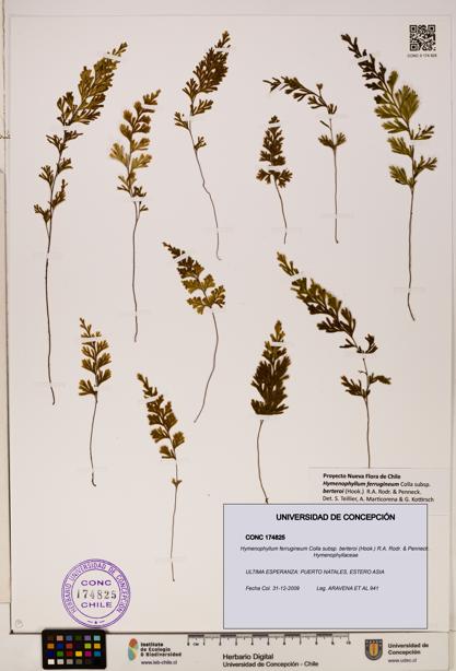 Hymenophyllum ferrugineum [Espécimen: UDEC:CONC:0174825]