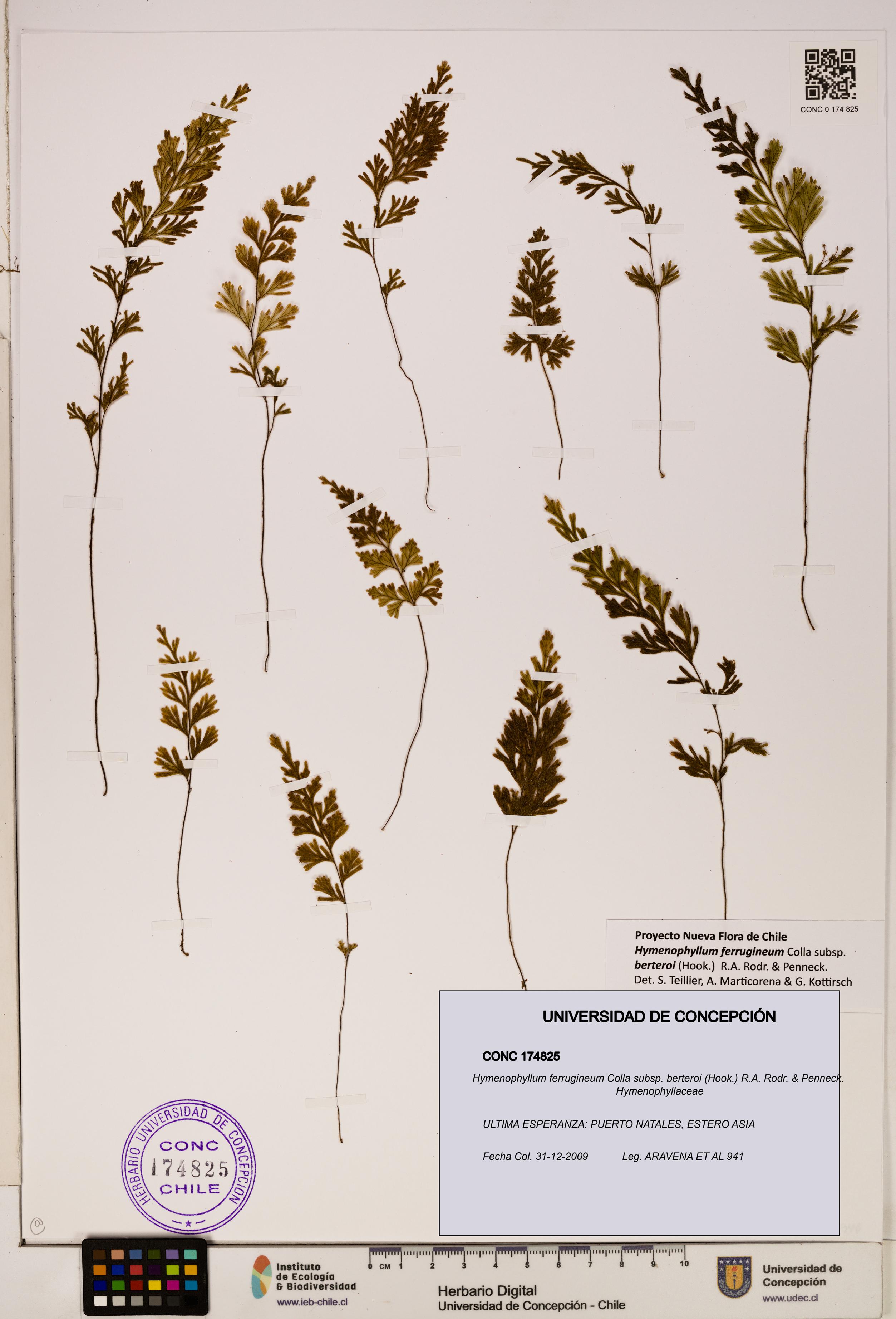 Hymenophyllum ferrugineum [Espécimen: UDEC:CONC:0174825]