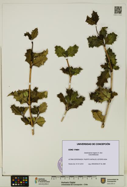 Desfontainia fulgens [Espécimen: UDEC:CONC:0174831]