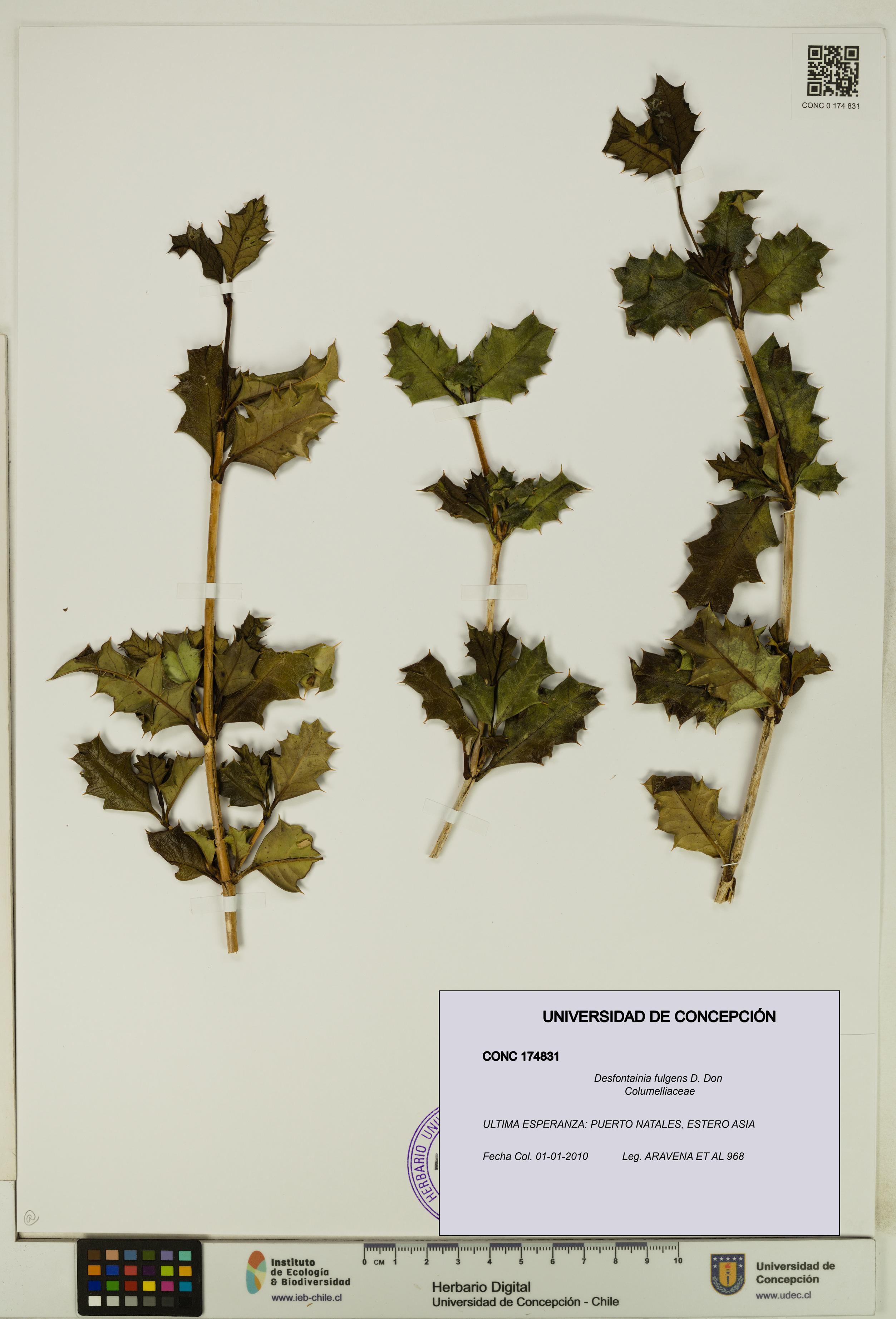 Desfontainia fulgens [Espécimen: UDEC:CONC:0174831]