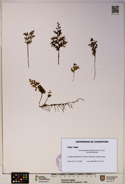 Hymenophyllum tortuosum [Espécimen: ]