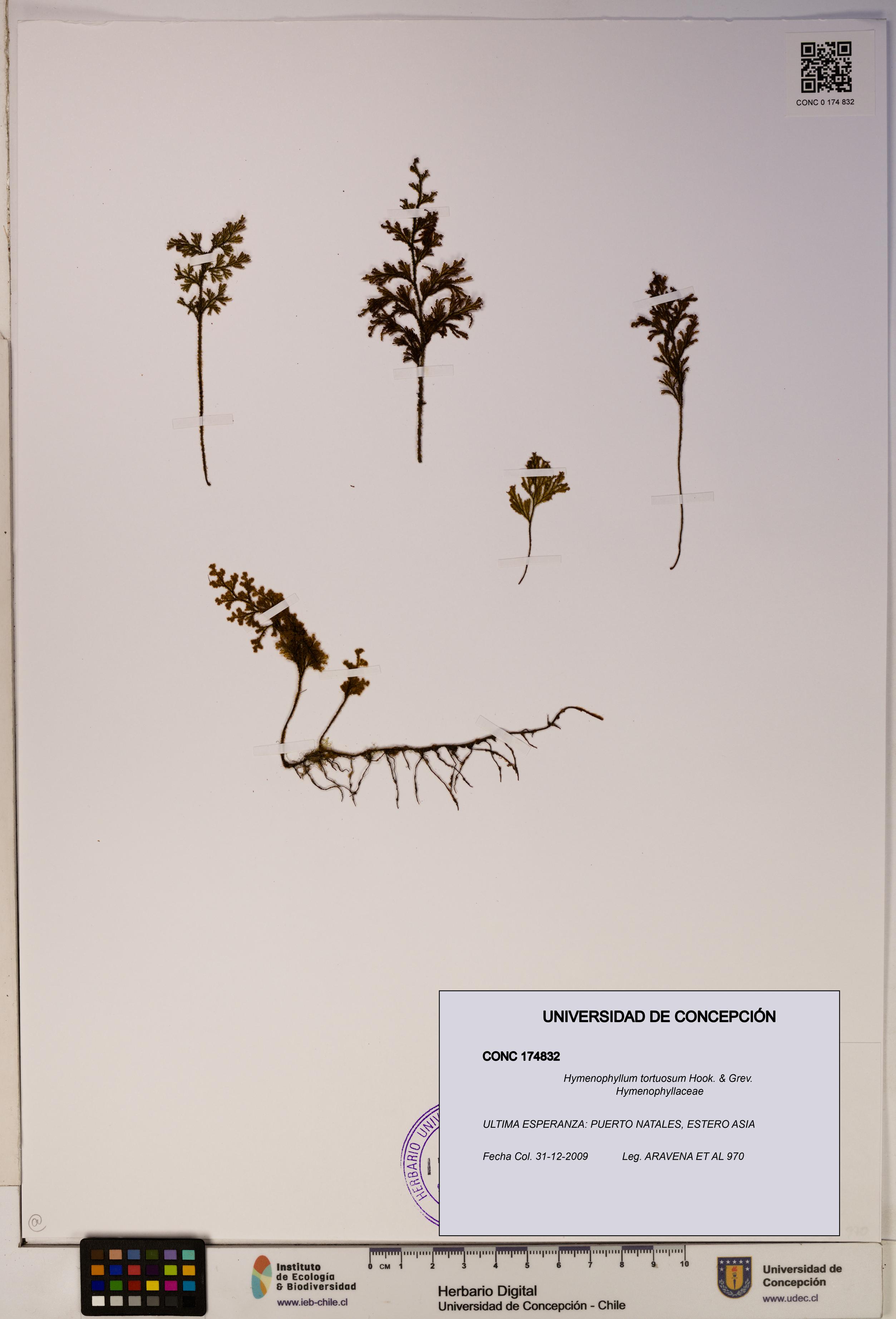 Hymenophyllum tortuosum [Espécimen: ]