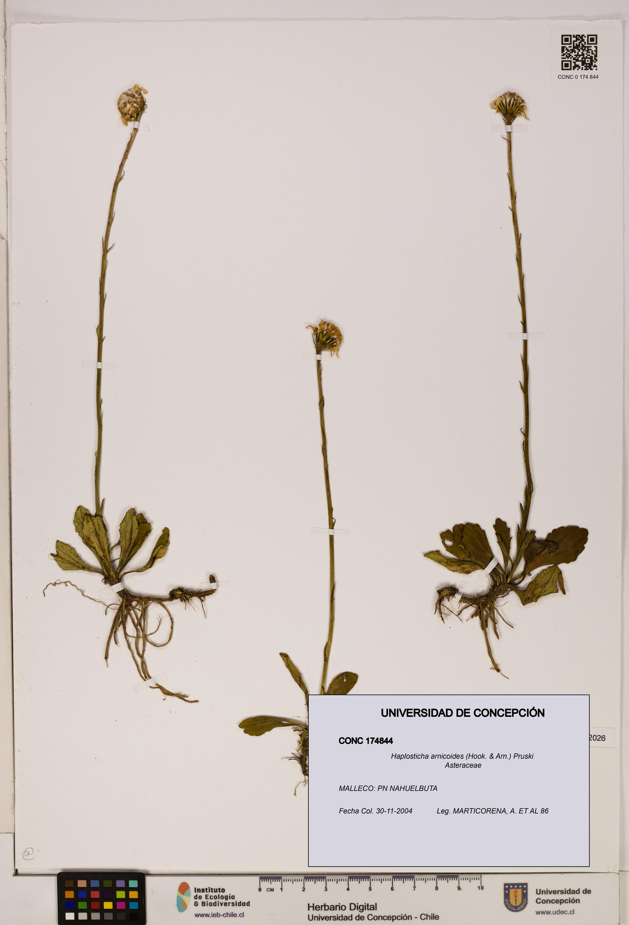Haplosticha arnicoides [Espécimen: UDEC:CONC:0174844]