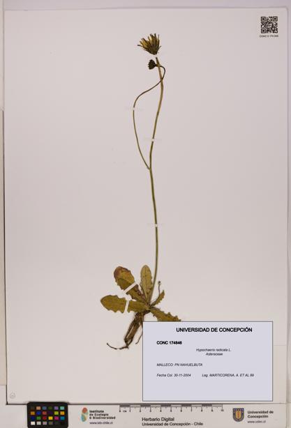 Hypochaeris radicata [Espécimen: UDEC:CONC:0174846]