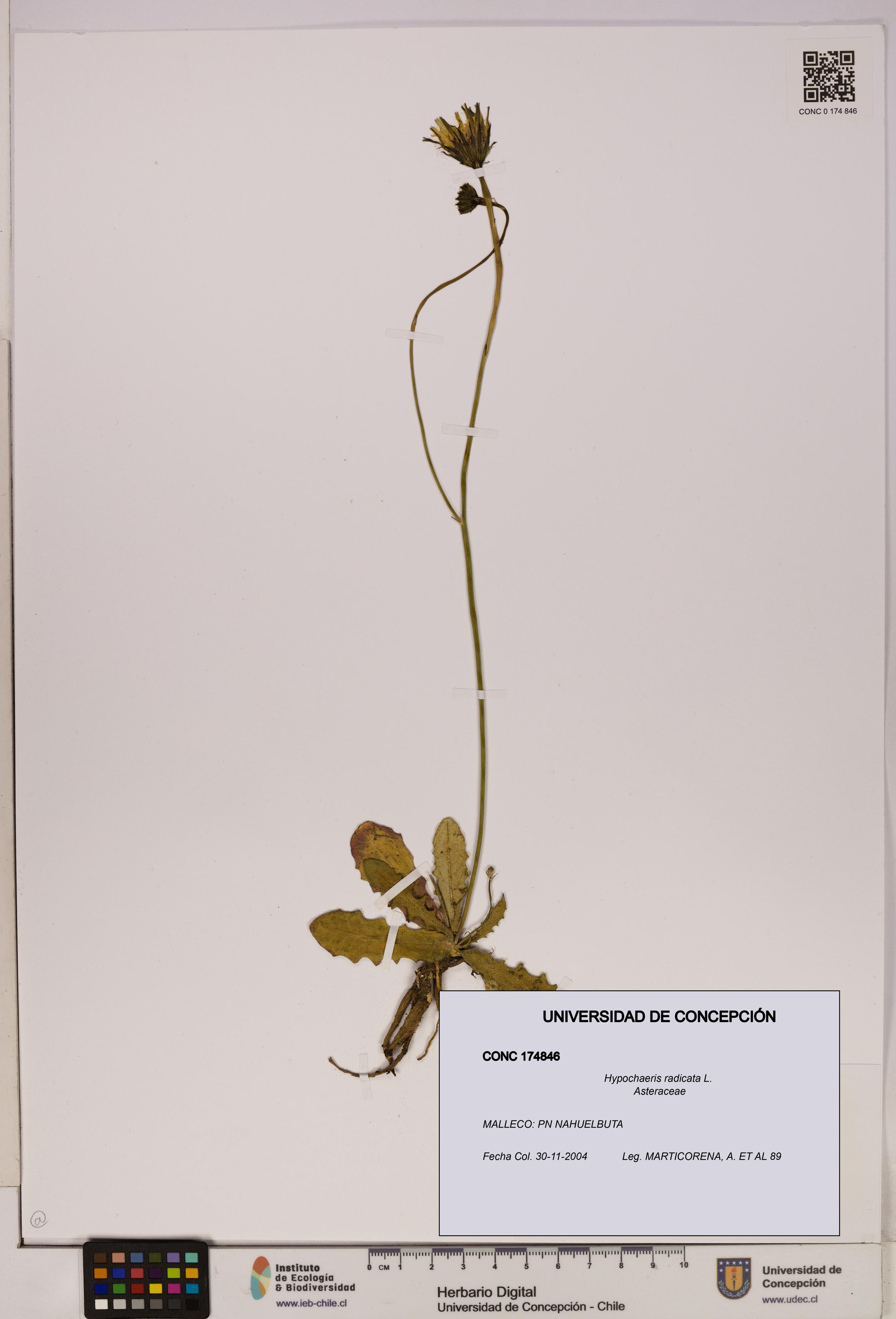 Hypochaeris radicata [Espécimen: UDEC:CONC:0174846]