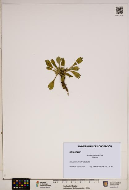 Azorella diversifolia [Espécimen: ]