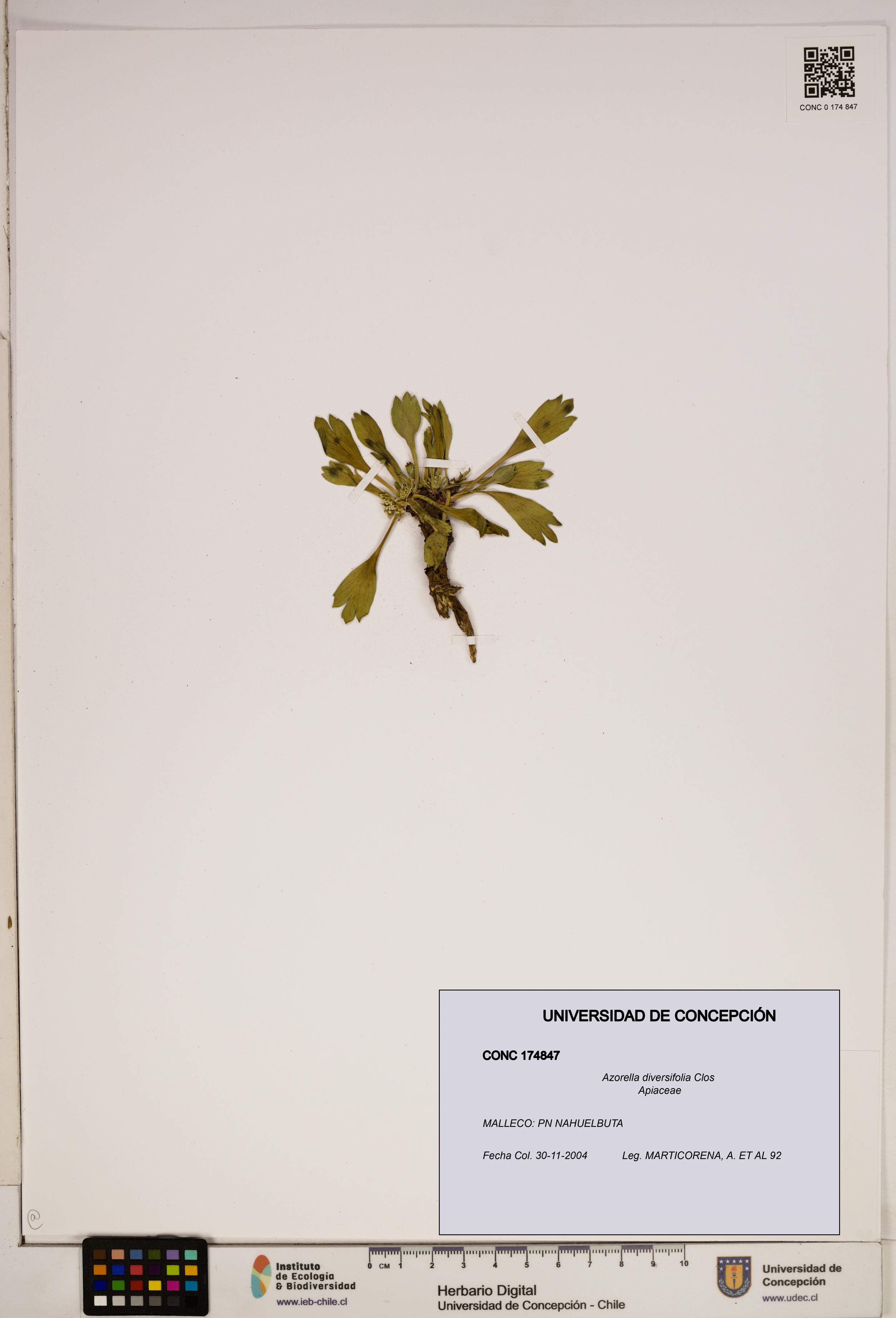 Azorella diversifolia [Espécimen: ]