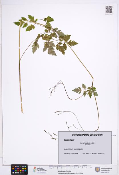 Osmorhiza berteroi [Espécimen: ]