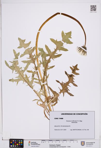 Taraxacum officinale [Espécimen: ]