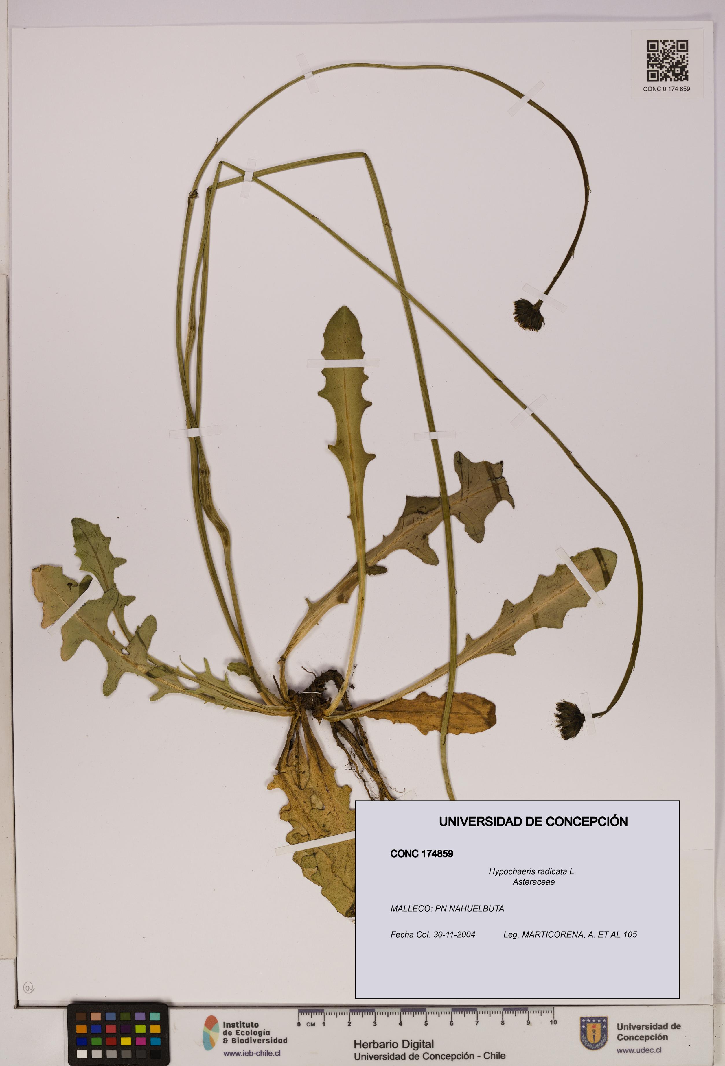 Hypochaeris radicata [Espécimen: UDEC:CONC:0174859]