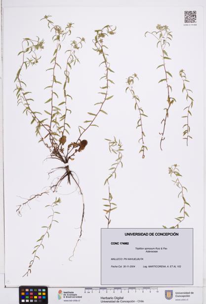 Triptilion spinosum [Espécimen: ]