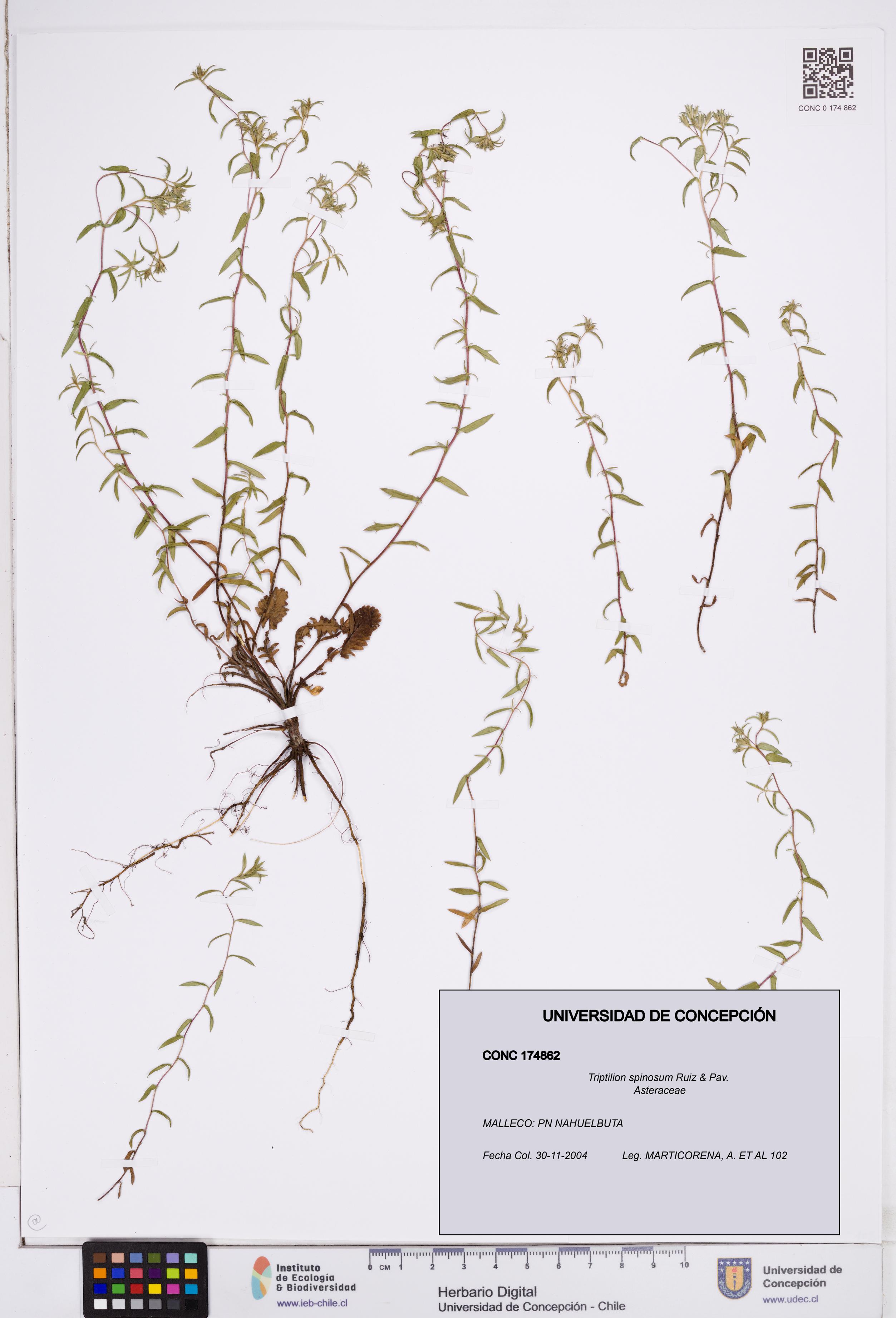Triptilion spinosum [Espécimen: ]