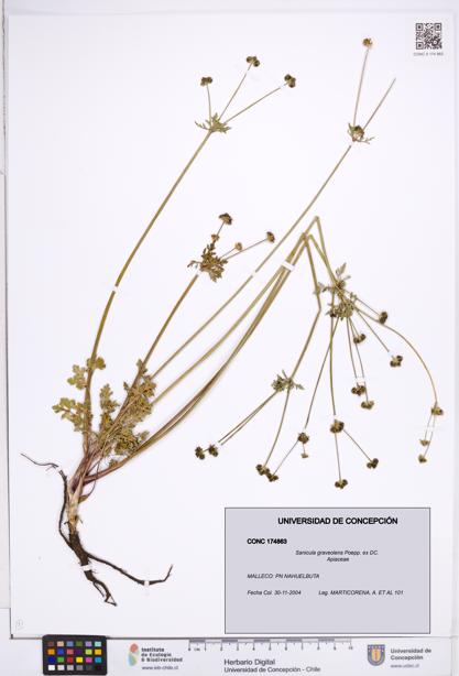 Sanicula graveolens [Espécimen: ]