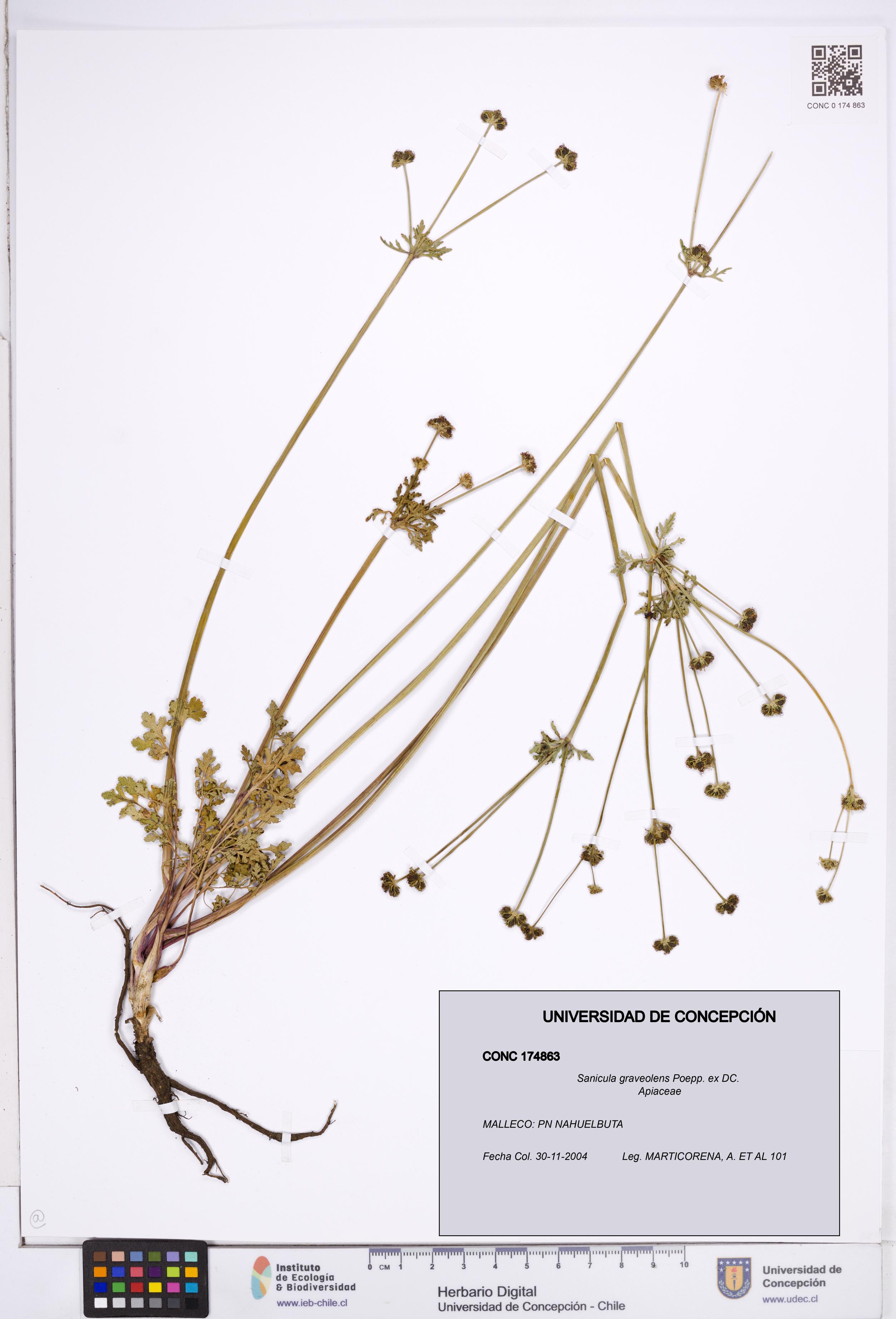 Sanicula graveolens [Espécimen: ]