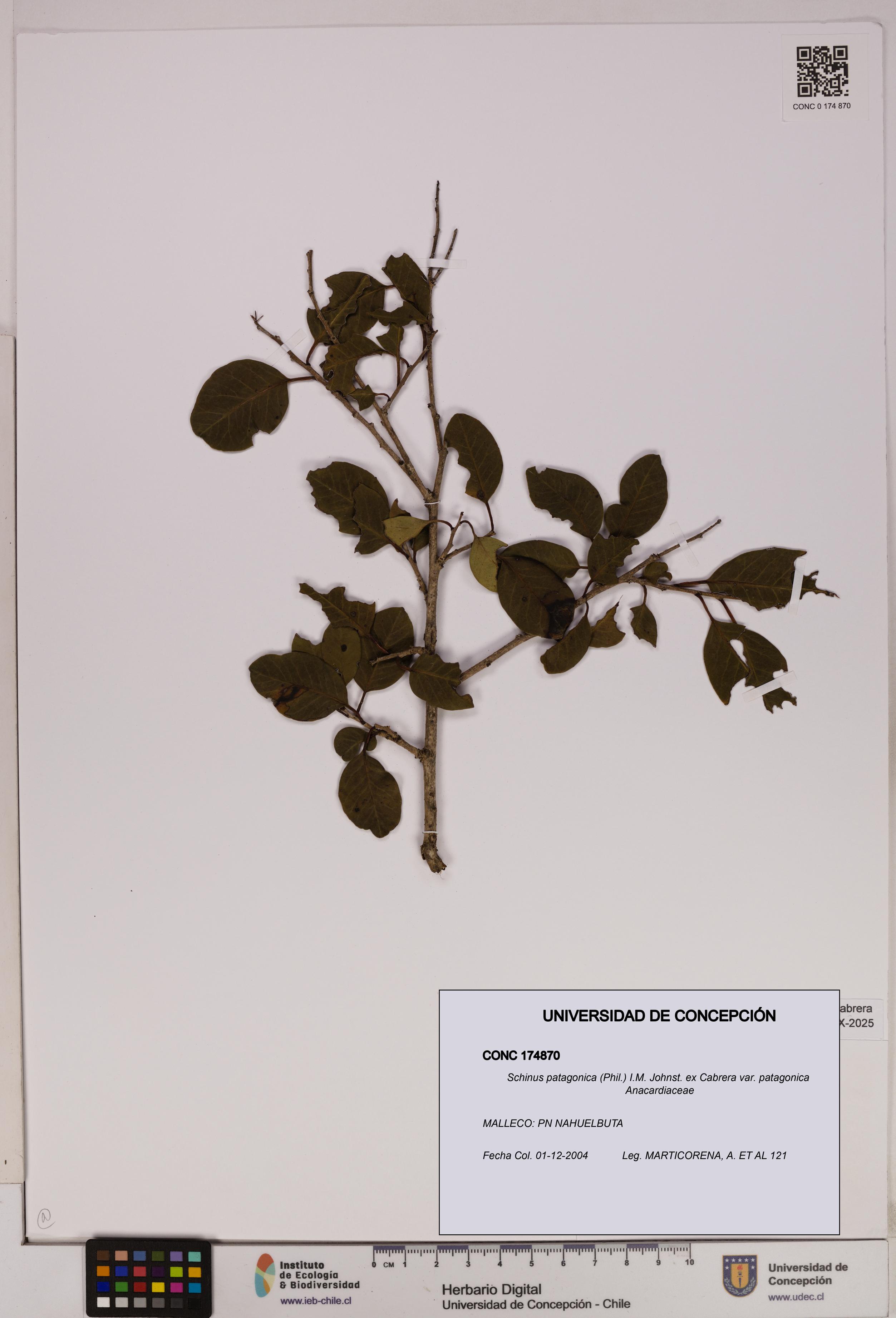 Schinus patagonica [Espécimen: UDEC:CONC:0174870]