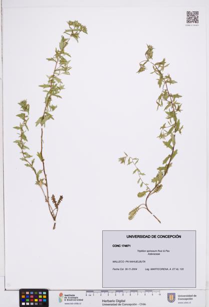 Triptilion spinosum [Espécimen: ]