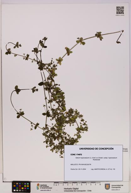 Galium hypocarpium subsp. hypocarpium [Espécimen: UDEC:CONC:0174872]