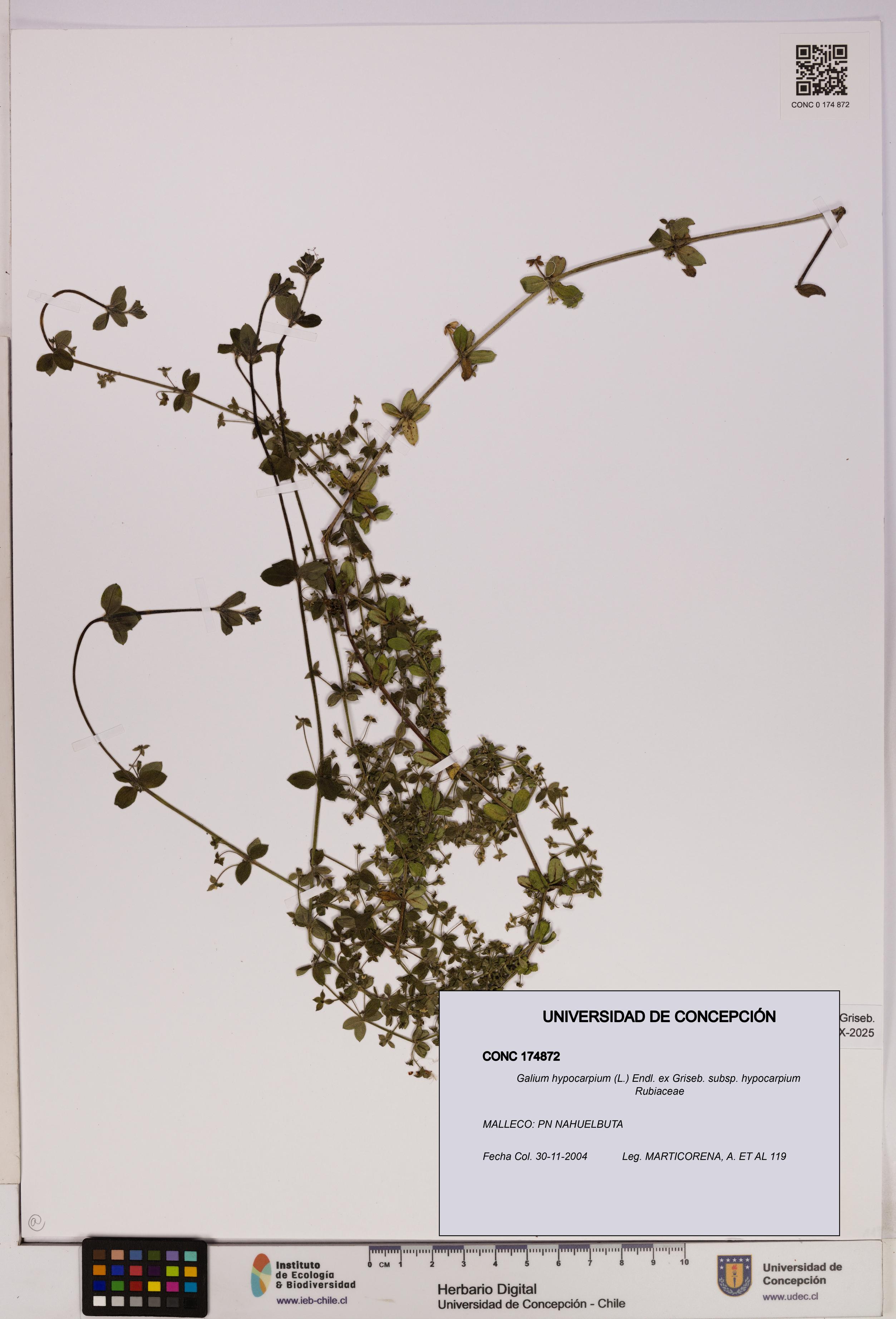 Galium hypocarpium subsp. hypocarpium [Espécimen: UDEC:CONC:0174872]