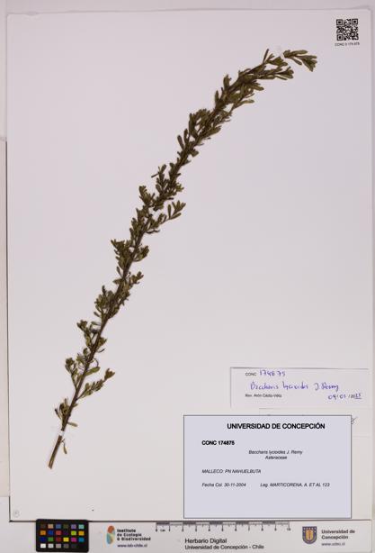 Baccharis lycioides [Espécimen: UDEC:CONC:0174875]