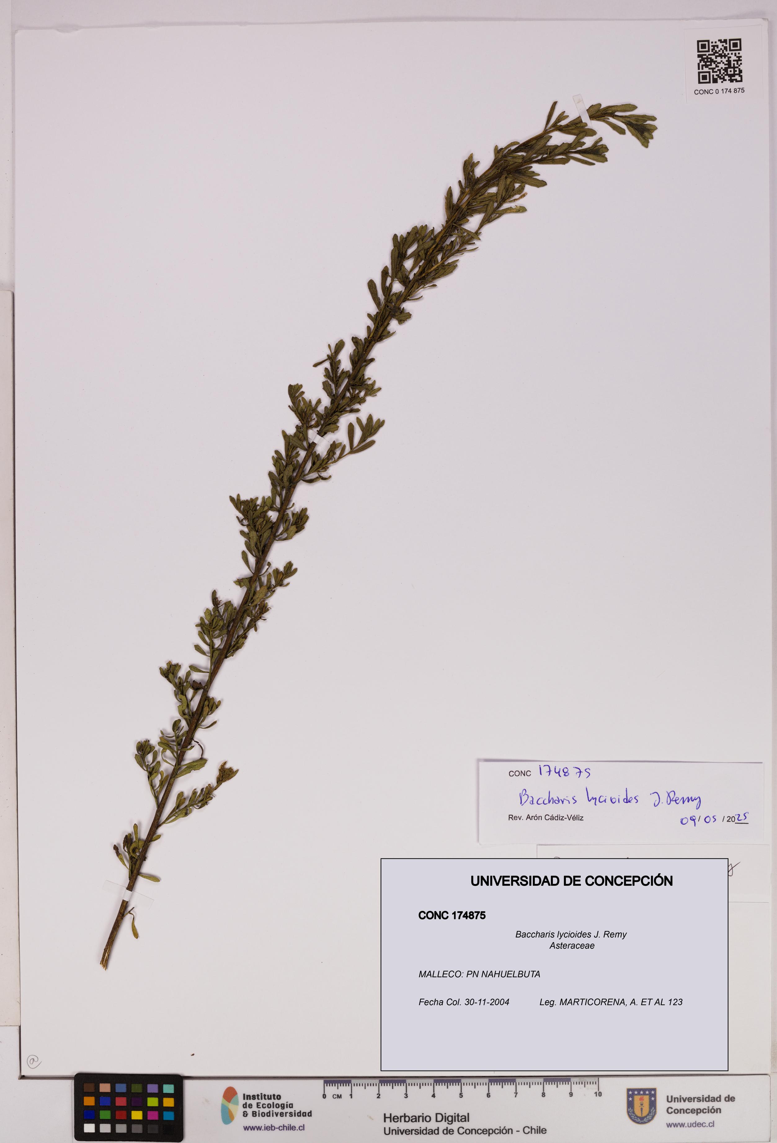 Baccharis lycioides [Espécimen: UDEC:CONC:0174875]