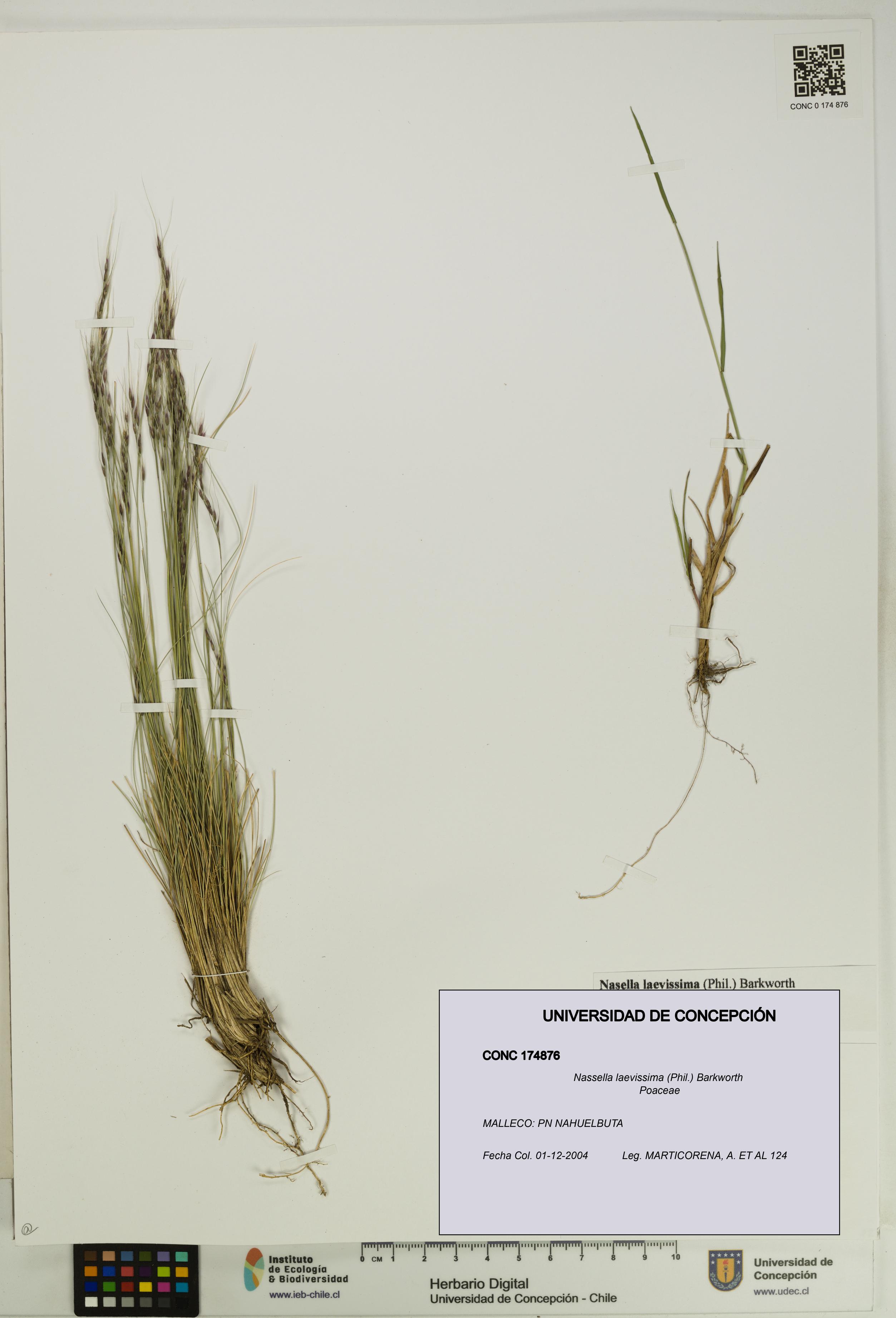 Nassella laevissima [Espécimen: UDEC:CONC:0174876]