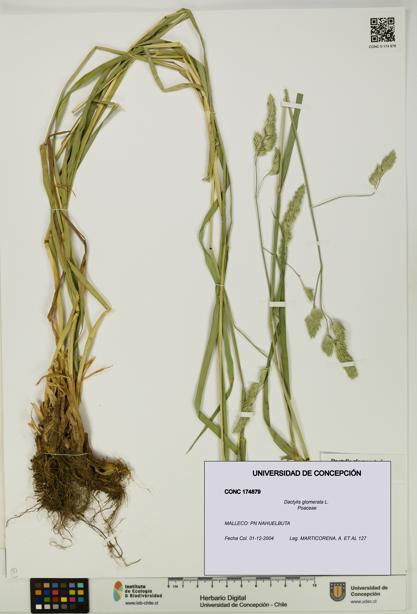 Dactylis glomerata [Espécimen: UDEC:CONC:0174879]