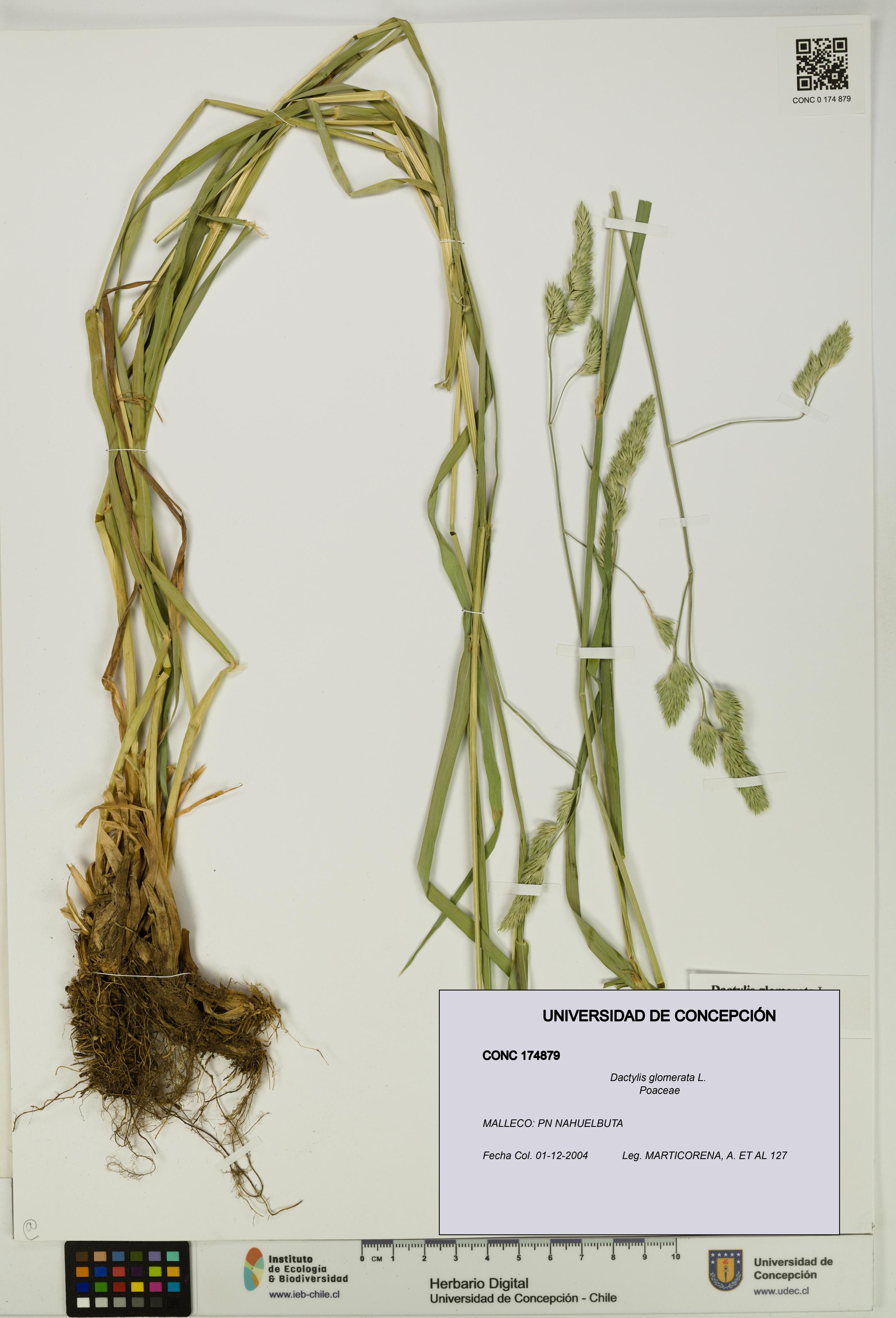 Dactylis glomerata [Espécimen: UDEC:CONC:0174879]