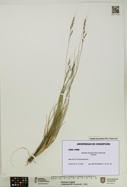 Nassella laevissima [Espécimen: UDEC:CONC:0174882]