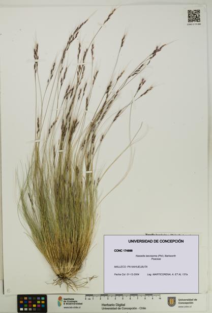 Nassella laevissima [Espécimen: UDEC:CONC:0174888]