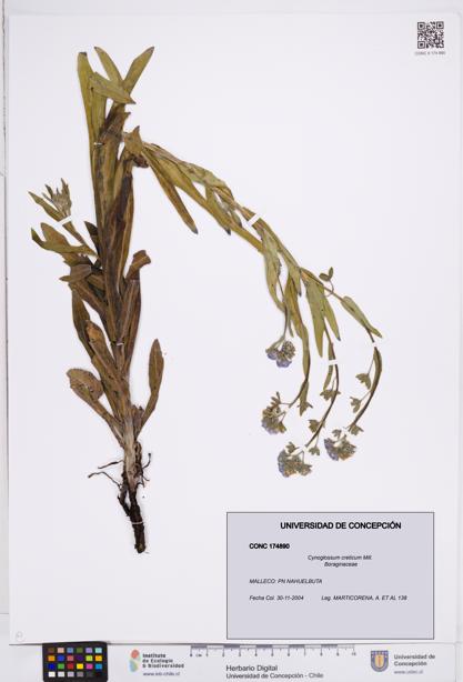 Cynoglossum creticum [Espécimen: ]