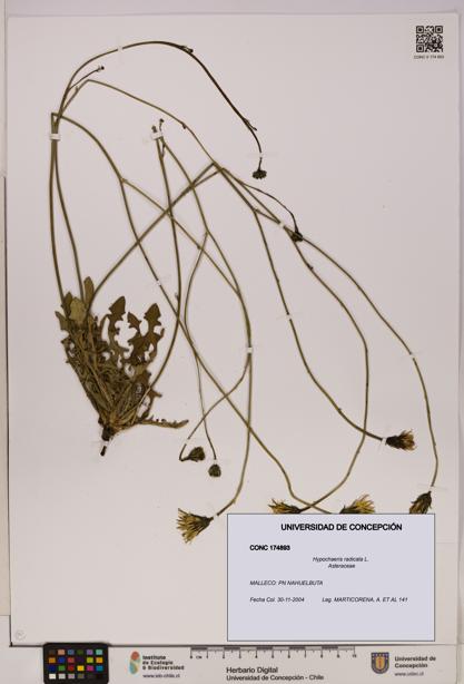 Hypochaeris radicata [Espécimen: UDEC:CONC:0174893]
