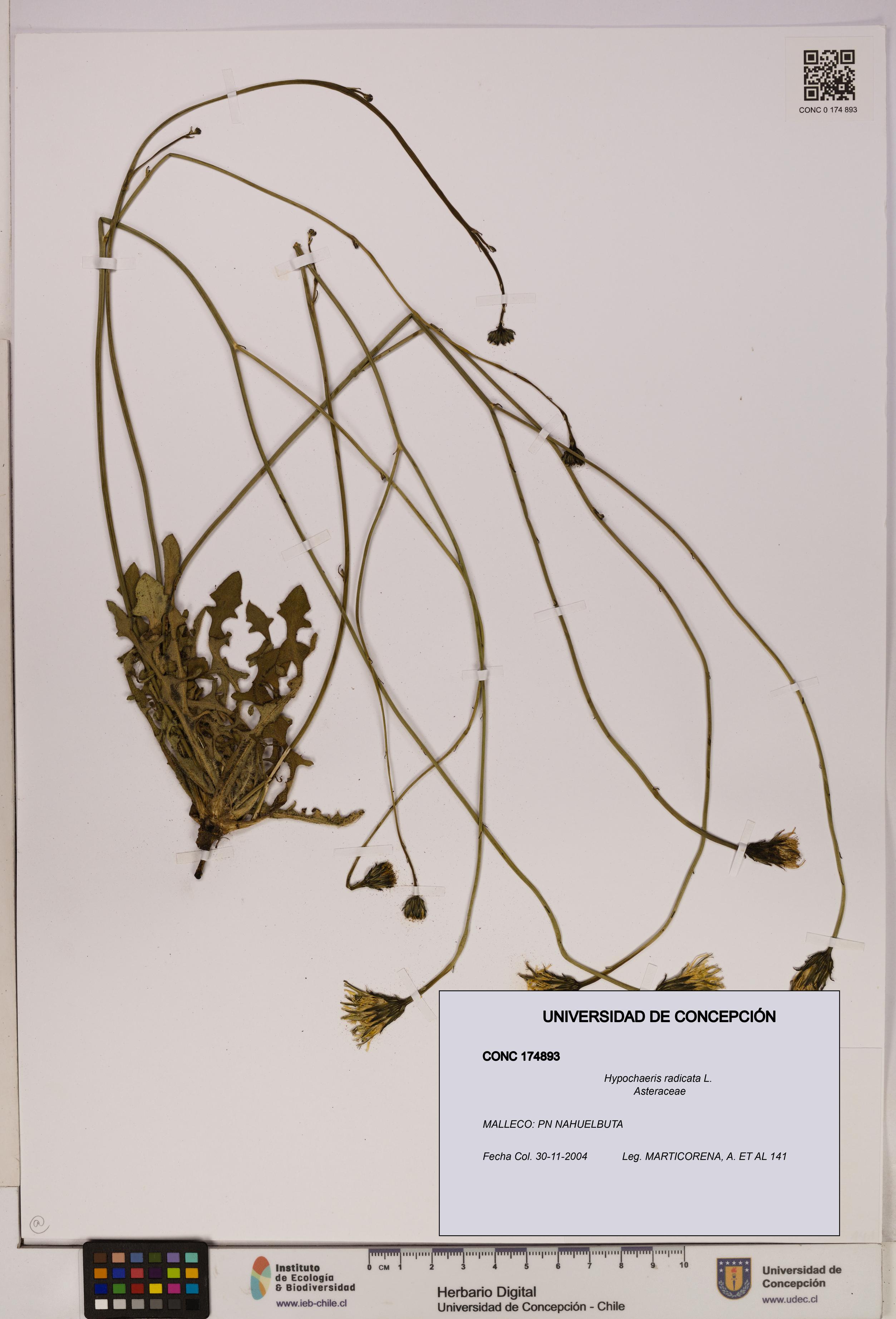Hypochaeris radicata [Espécimen: UDEC:CONC:0174893]