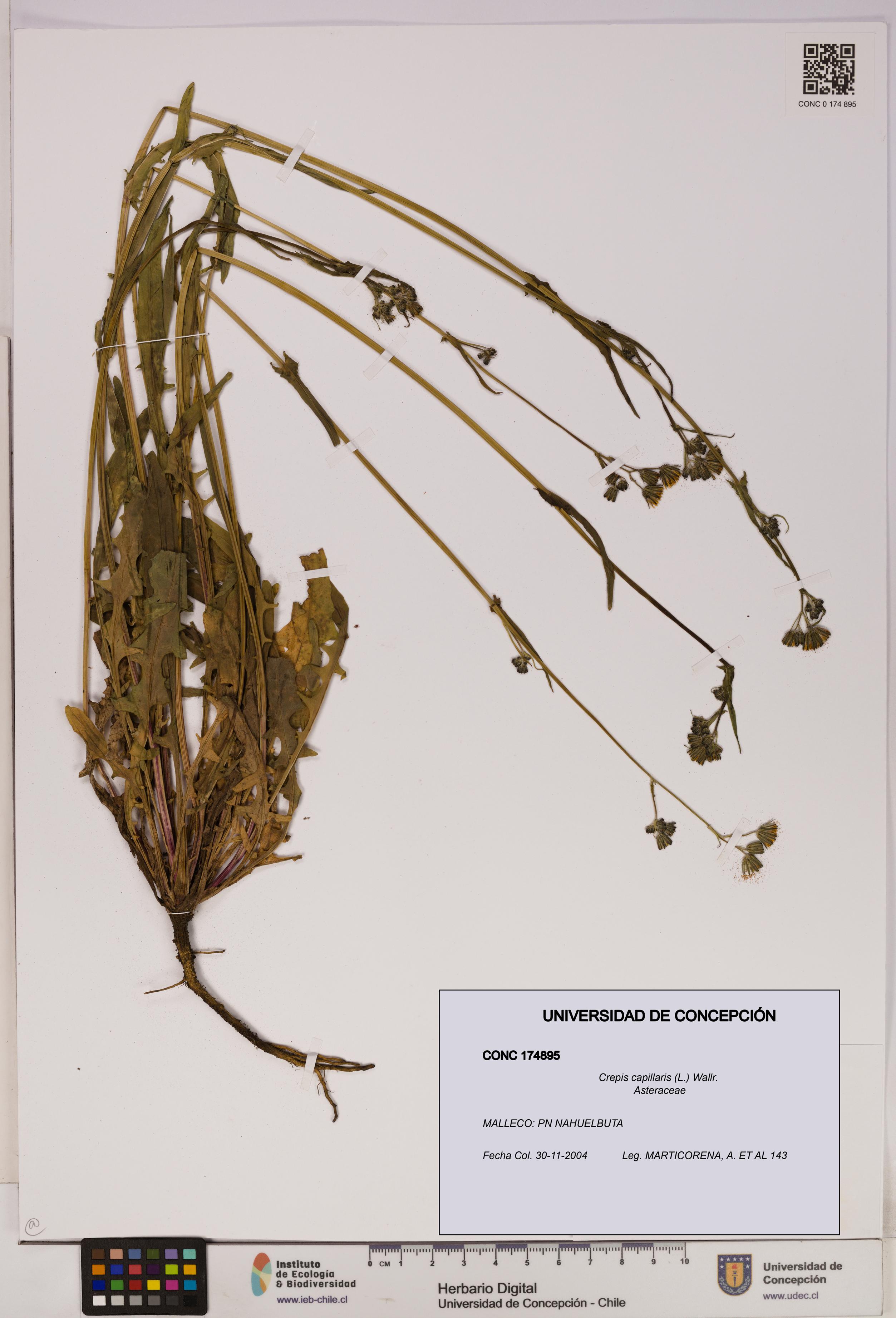 Crepis capillaris [Espécimen: UDEC:CONC:0174895]