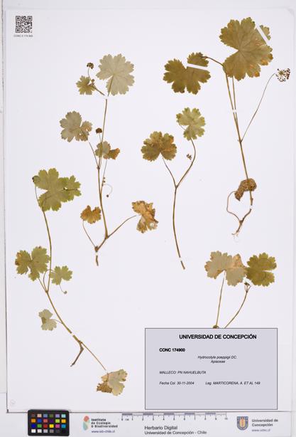 Hydrocotyle poeppigii [Espécimen: ]