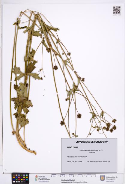 Sanicula crassicaulis [Espécimen: ]