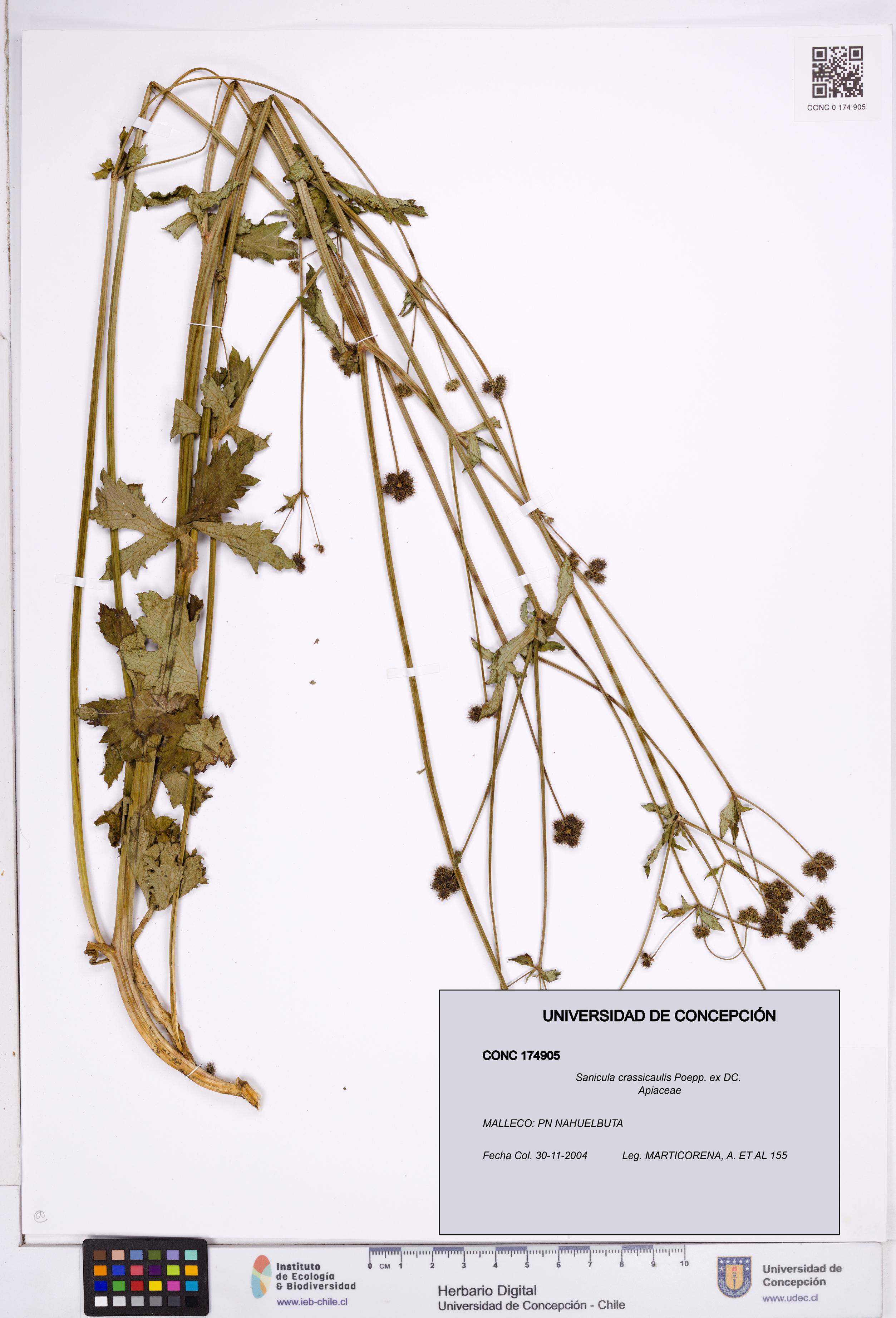 Sanicula crassicaulis [Espécimen: ]