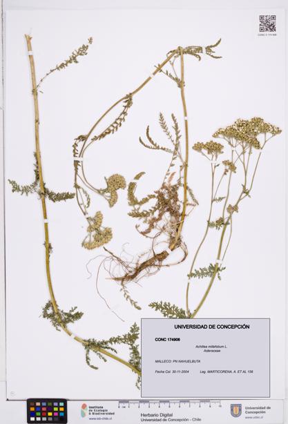 Achillea millefolium [Espécimen: ]