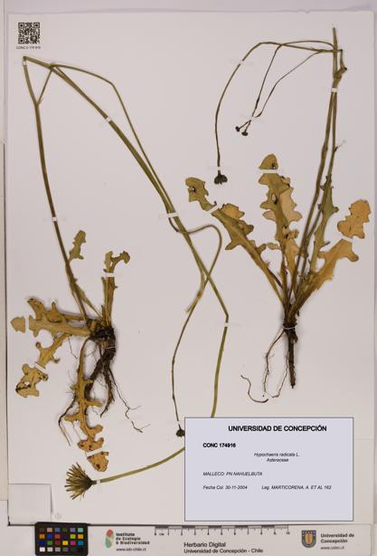 Hypochaeris radicata [Espécimen: UDEC:CONC:0174916]