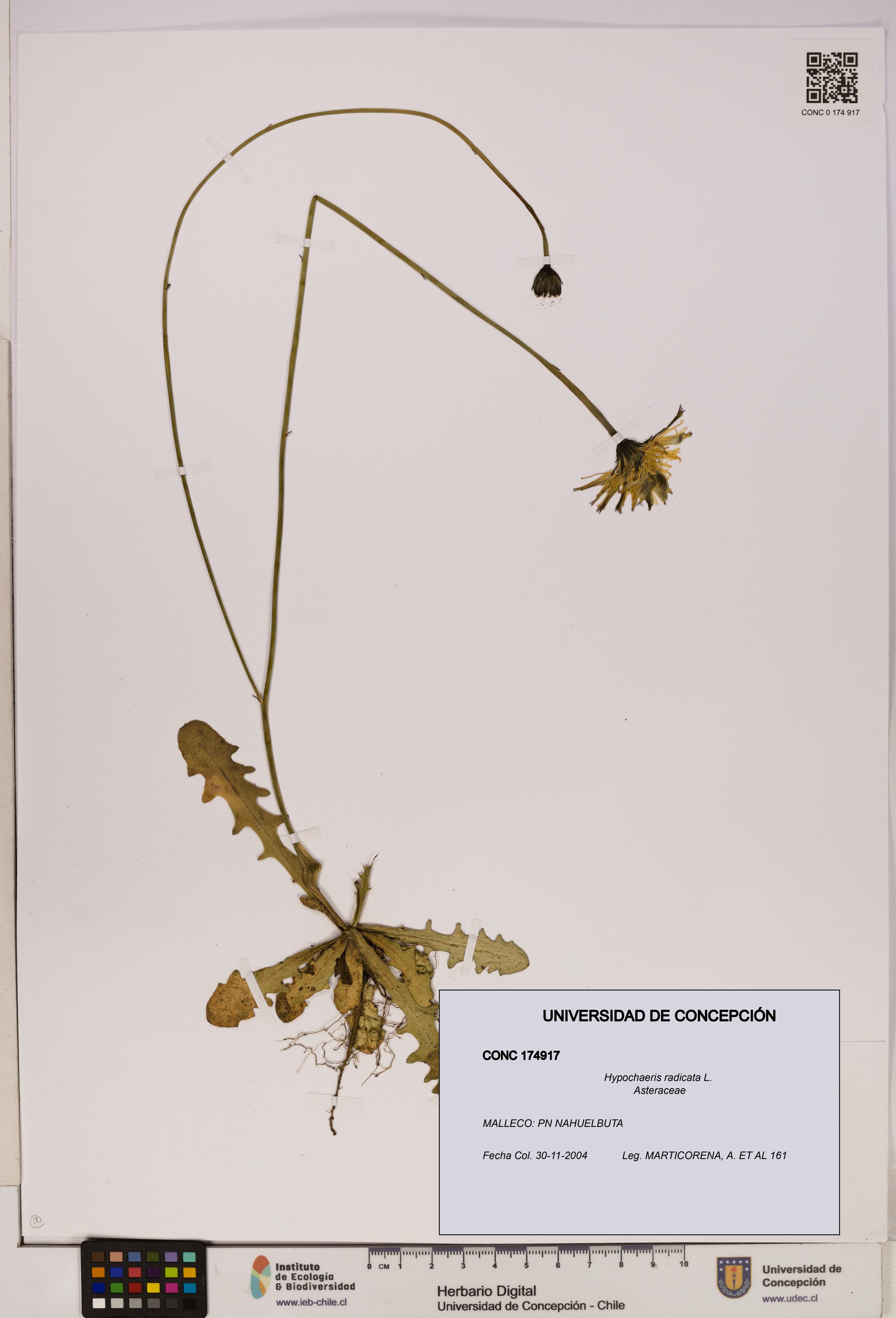 Hypochaeris radicata [Espécimen: UDEC:CONC:0174917]