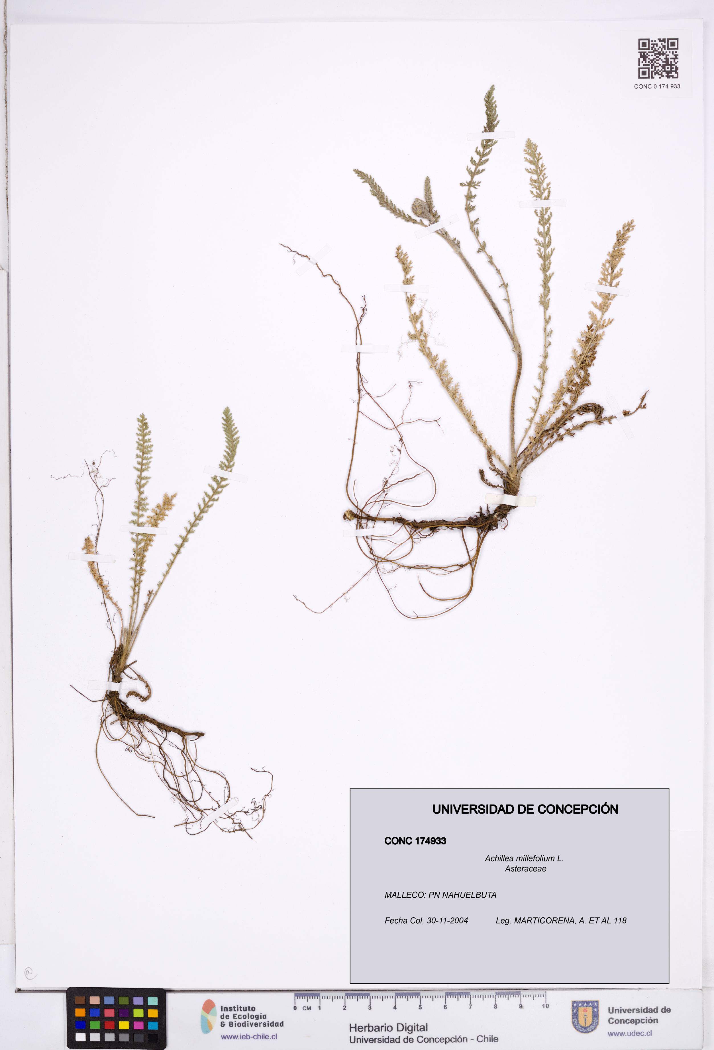 Achillea millefolium [Espécimen: ]